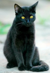 Gato preto. Foto: LUIS MORAIS