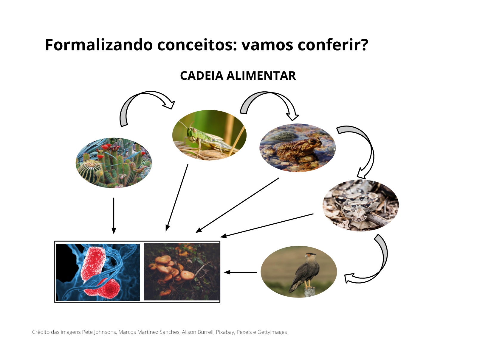 Plano de Aula - 4º Ano - Seres vivos: elos de uma corrente na