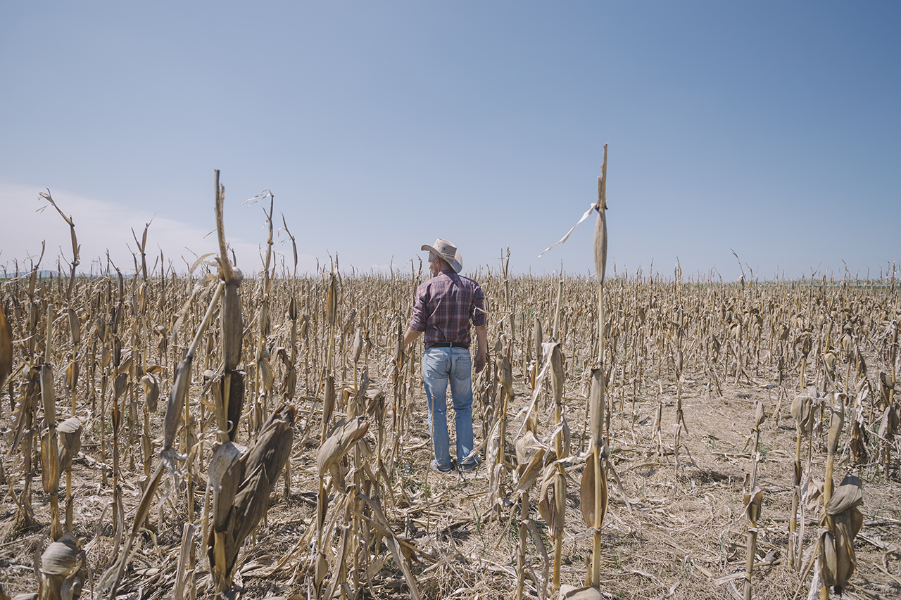 Culturas de milho destruídas pela seca e doenças