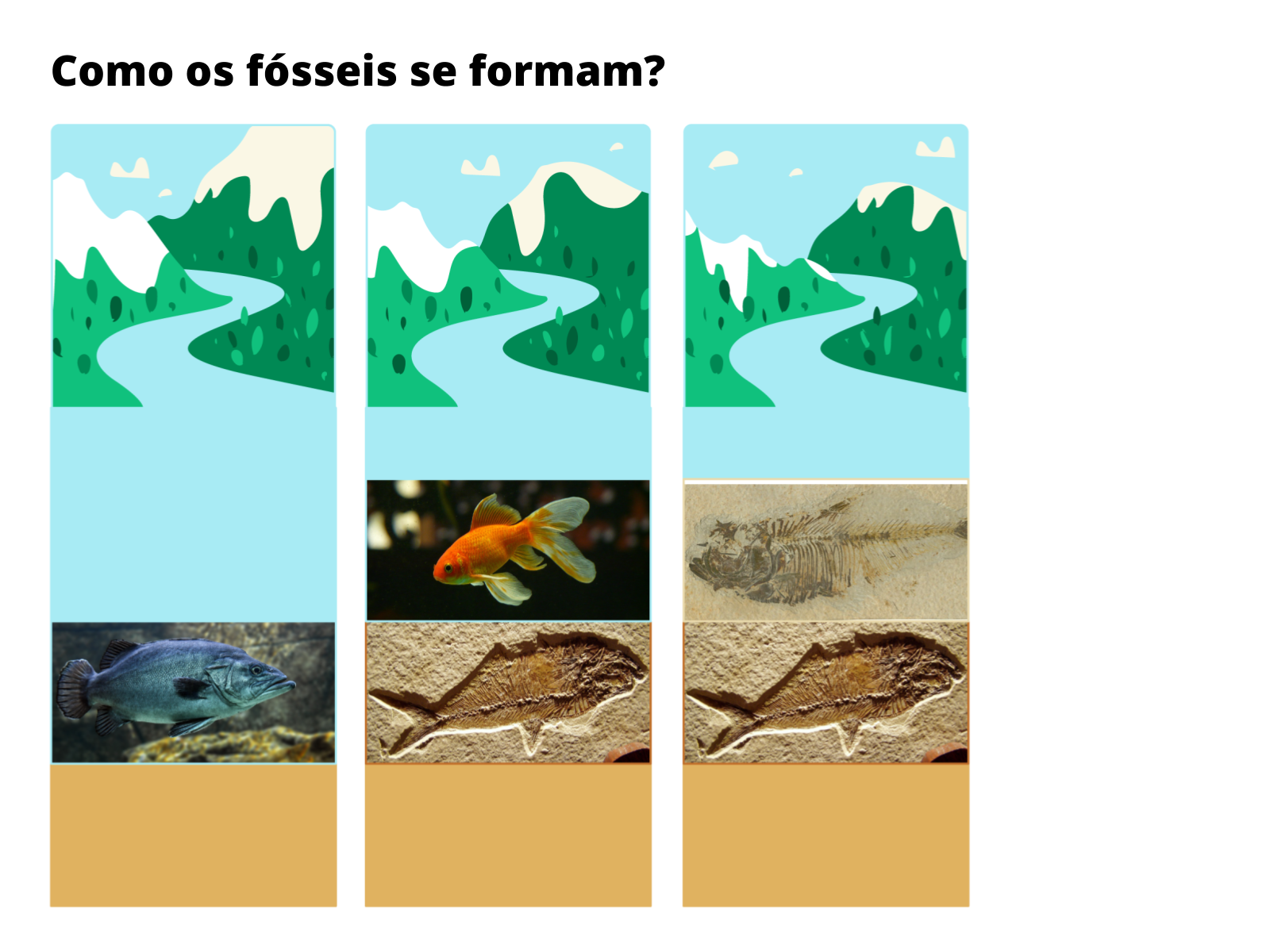 Os fósseis - Planos de aula - 6º ano - Ciências