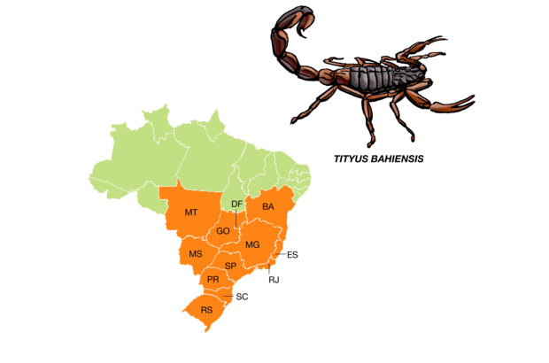 <em>Tityus bahiensis</em> Conhecido como escorpião marrom ou preto, tem o tronco escuro, as pernas com manchas escuras e a cauda marrom-avermelhada. O adulto mede cerca de 7 centímetros. É a espécie que causa mais acidentes no estado de São Paulo.