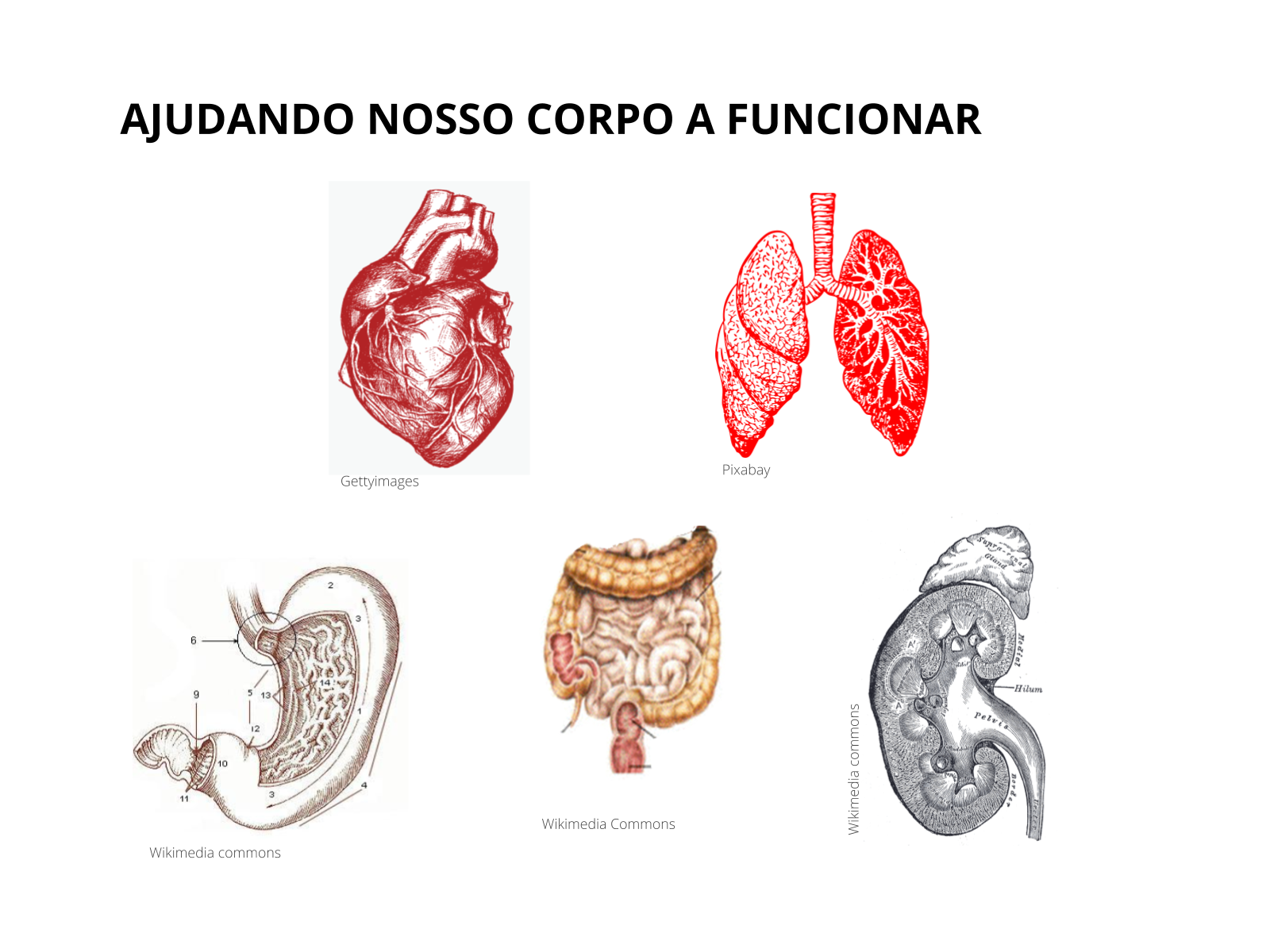 PLANEJAMENTO CORPO HUMANO - Ensinar com amor