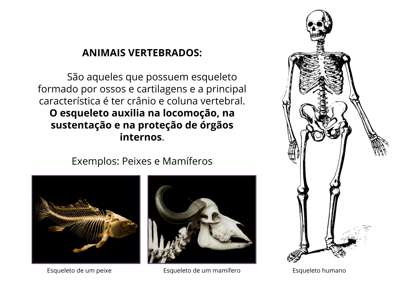 Esqueleto axial e apendicular – Anatomia papel e caneta