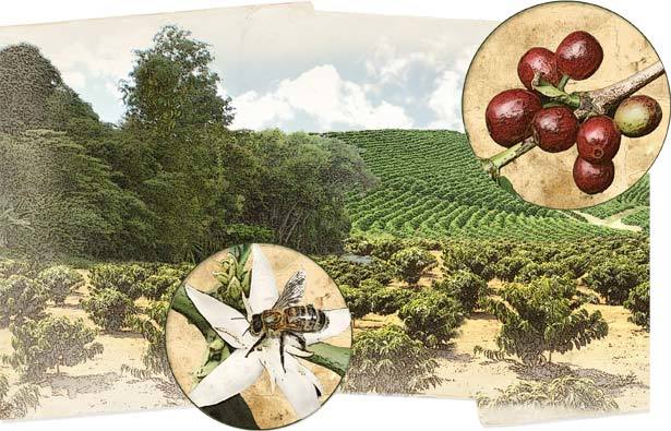 As abelhas e a produção de café . Maná E.D.I./Anna Luiza Aragão