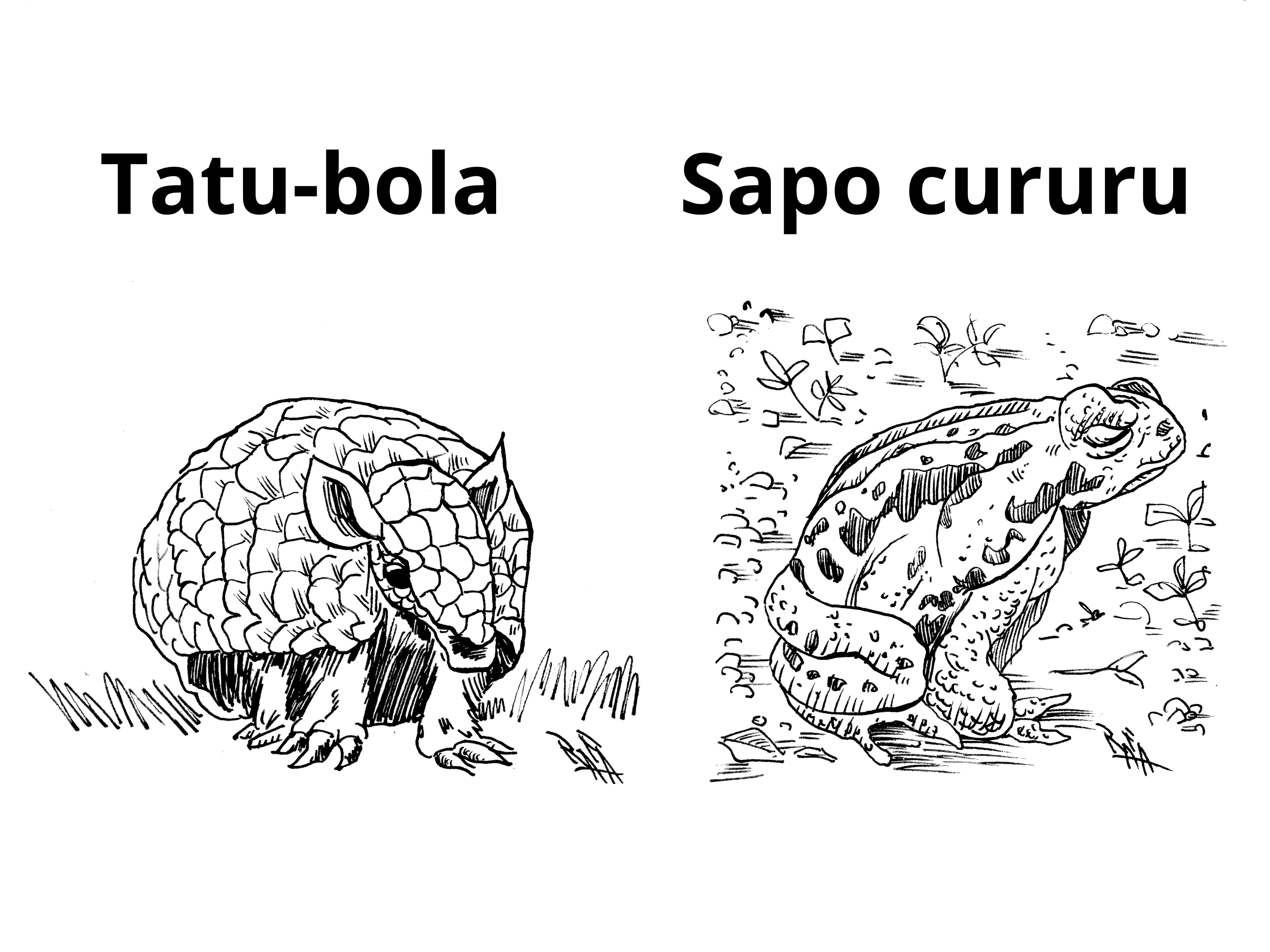 Ilustração do Tatu-bola e do Sapo cururu