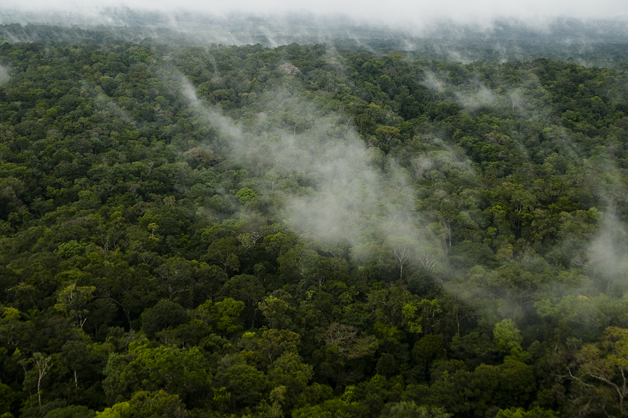 Vista aérea da Floresta Amazônica