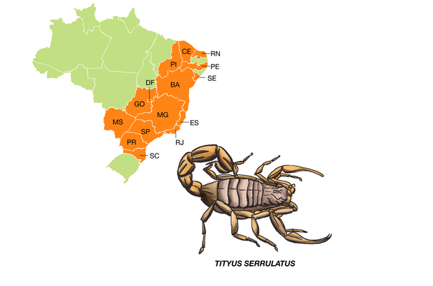 <em>Tityus serrulatus</em> É a espécie que mais causa acidentes graves no país. Com até 7 centímetros de comprimento, possui o tronco escuro e as pernas e a cauda amarelo-claras. Por isso é conhecido como escorpião amarelo. As fêmeas se reproduzem por partenogênese, o que facilita bastante a dispersão da espécie.