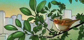 Um convite a olhar os pássaros pela janela de casa