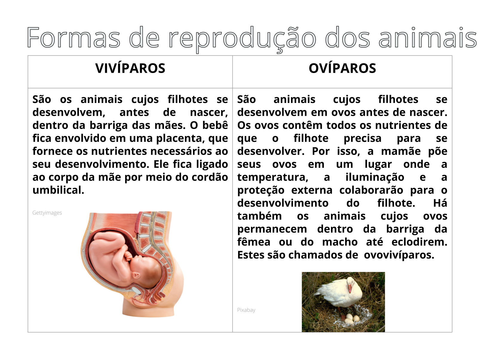 Reprodução dos animais