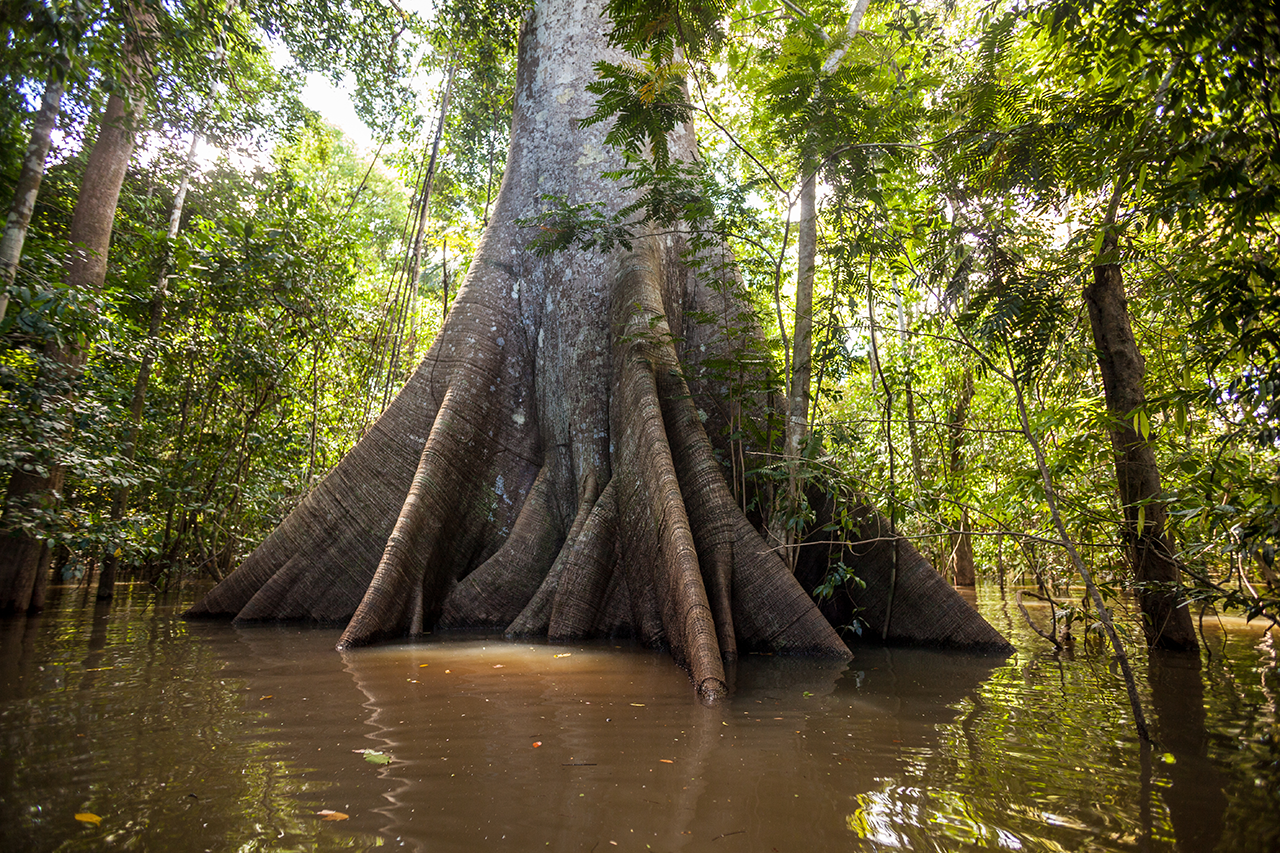 Uma árvore Sumauma (Ceiba pentandra) com mais de 40 metros de altura, inundada pelas águas do Rio Negro, na floresta amazônica.