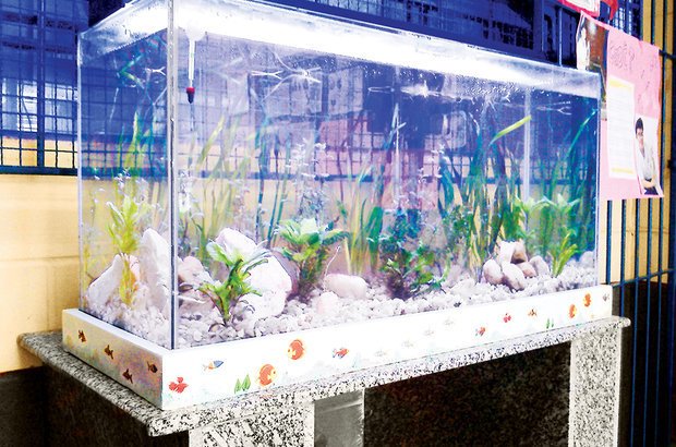O tanque revitalizado ganhou luz, água em condições adequadas, plantas e vários peixes. Arquivo pessoal/Roberto Leandro dos Santos