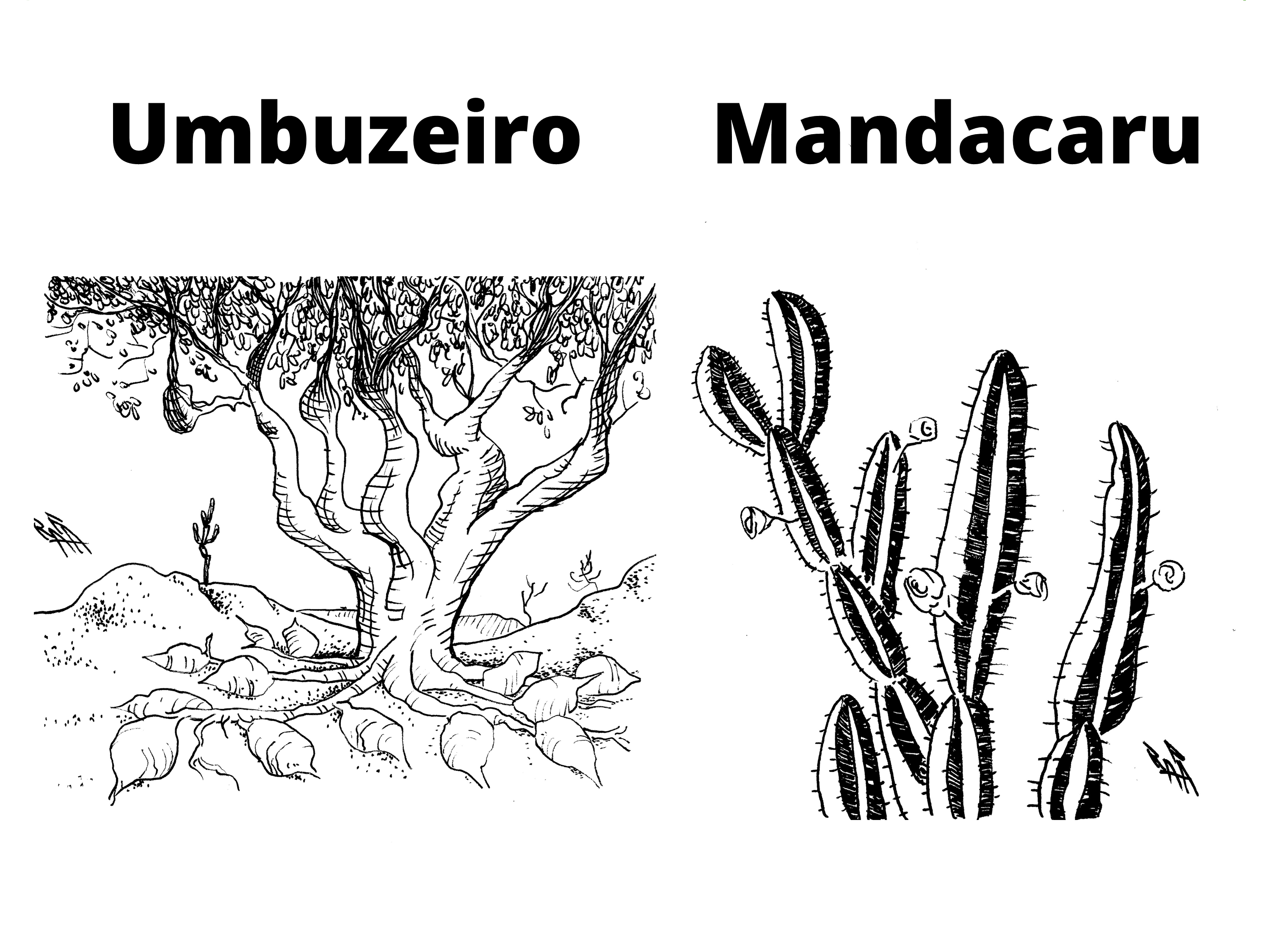 Ilustração de um Umbuzeiro e de um Mandacaru