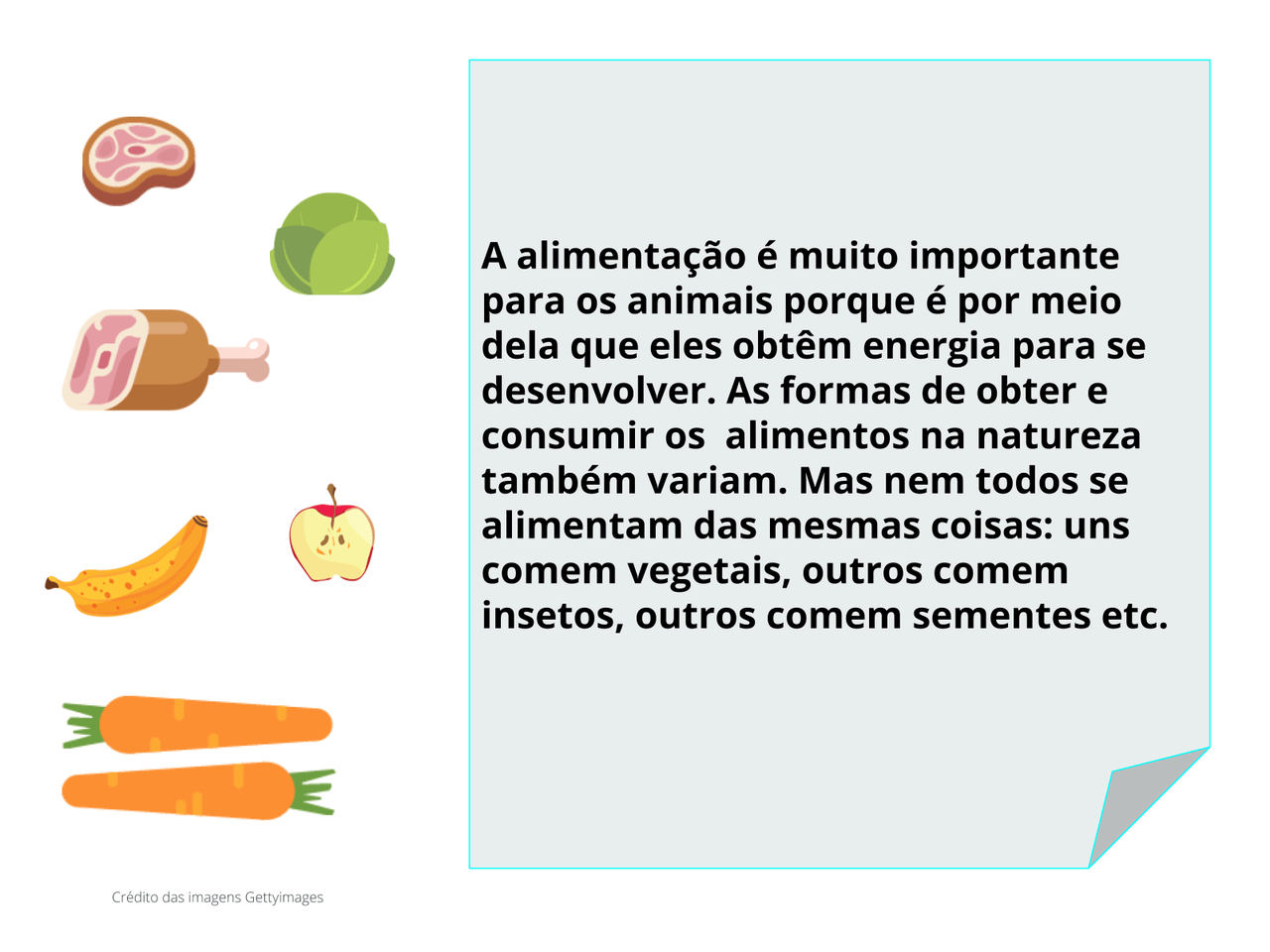 Plano de Aula 3º ano Ciências É hora de comer como se alimentam os animais?