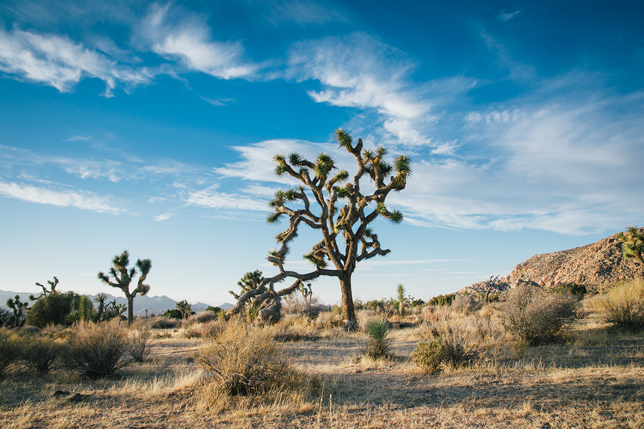Bela foto de paisagem de árvores do deserto em um campo seco, com um incrível céu azul nublado.