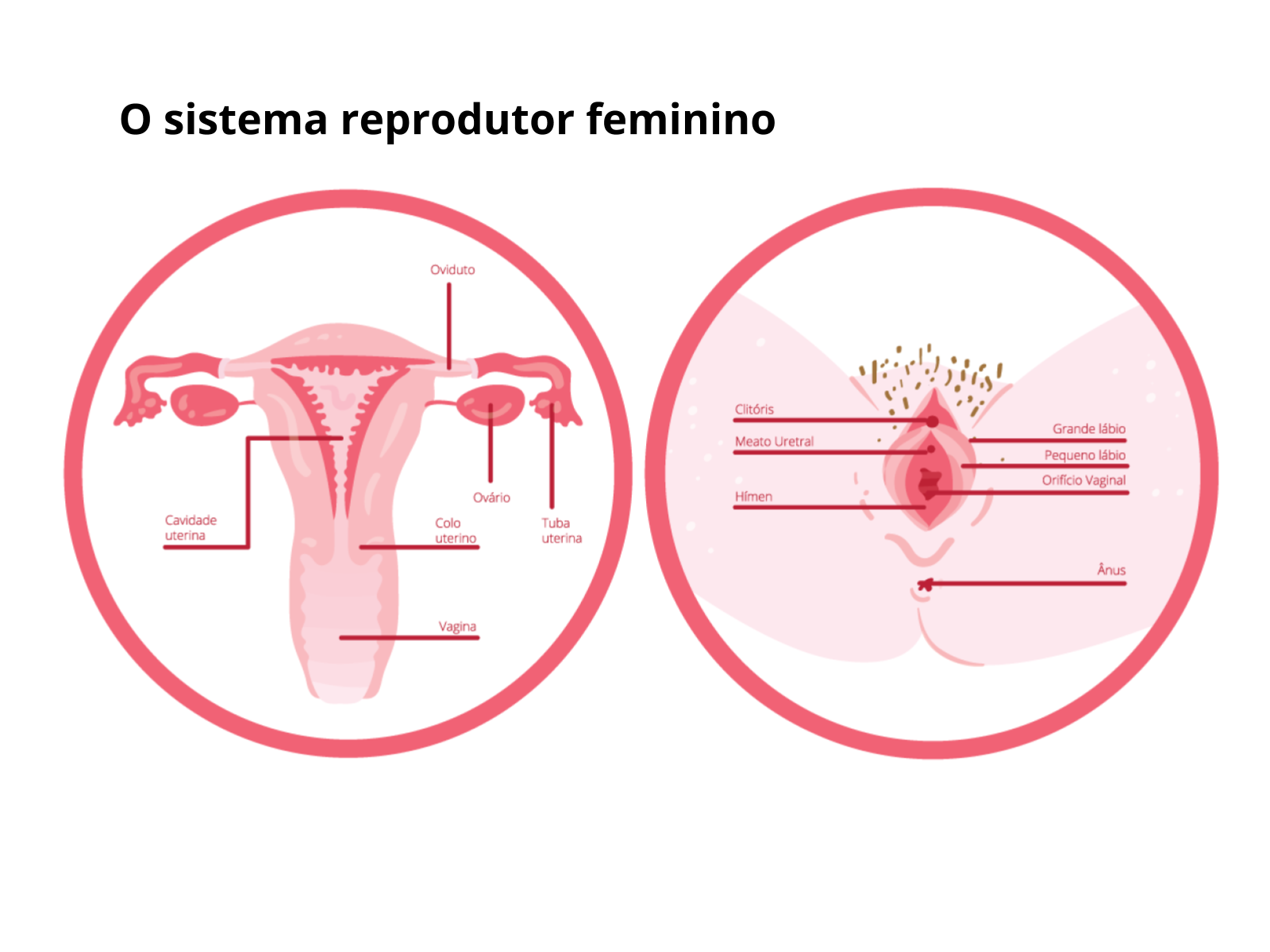 Plano De Aula 8º Ano Sistema Reprodutor Feminino