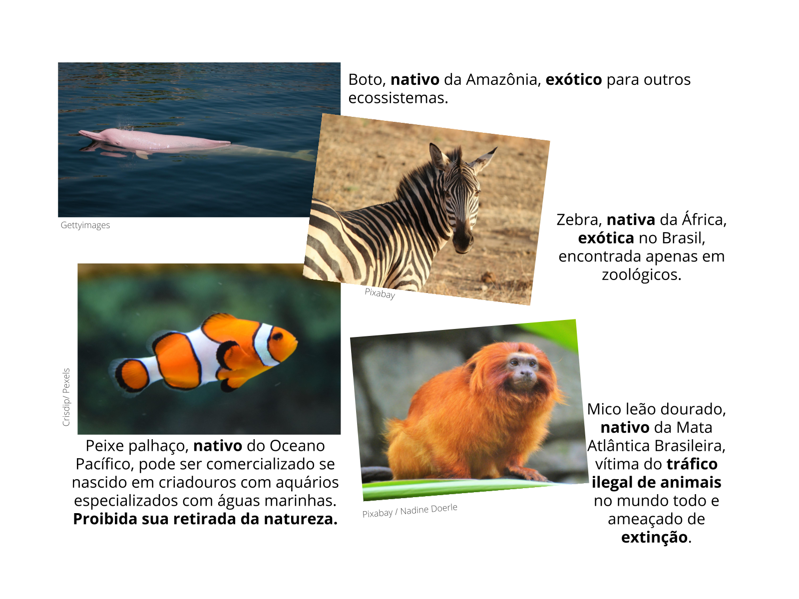 Plano De Aula 2o Ano Animais Brasileiros A Importância De Preservar