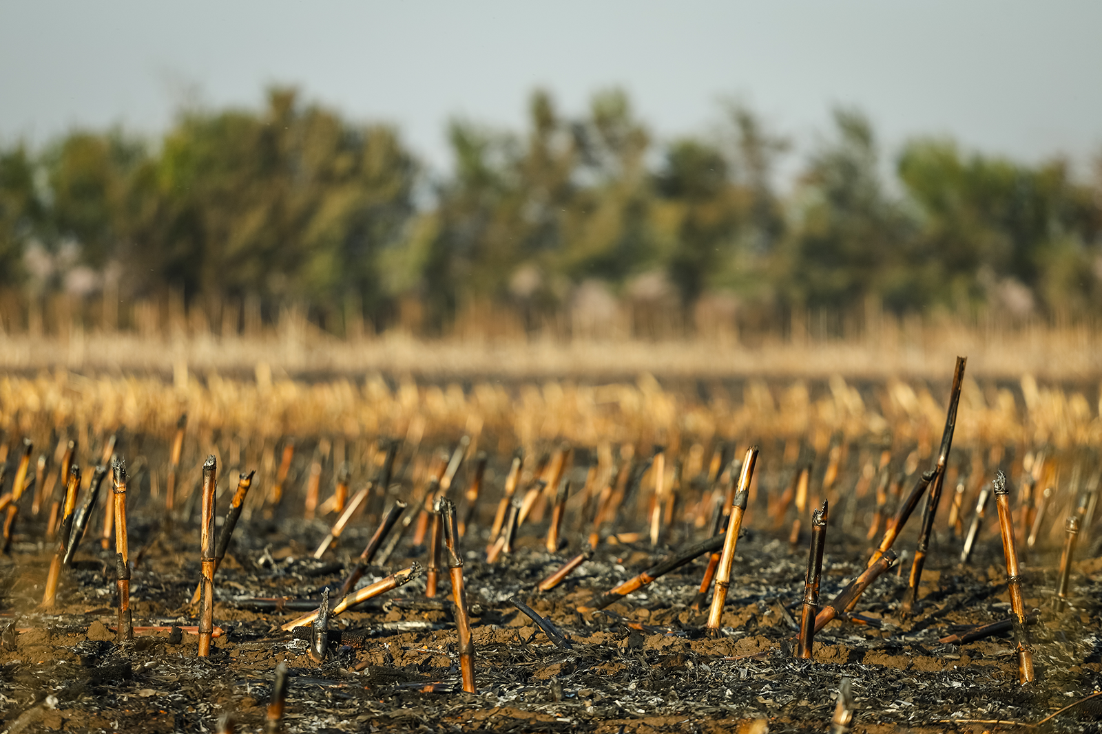 Campo de milho após queimado, destruído e transformado em cinzas. Campo queimado do milho após a colheita.