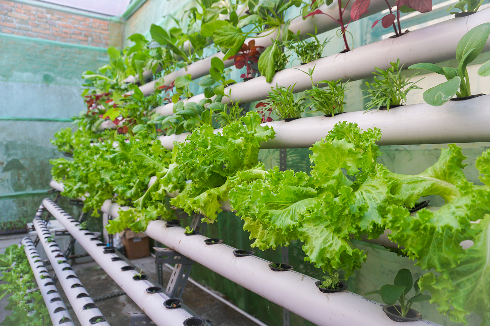 Plantio vertical de verduras e hortaliças