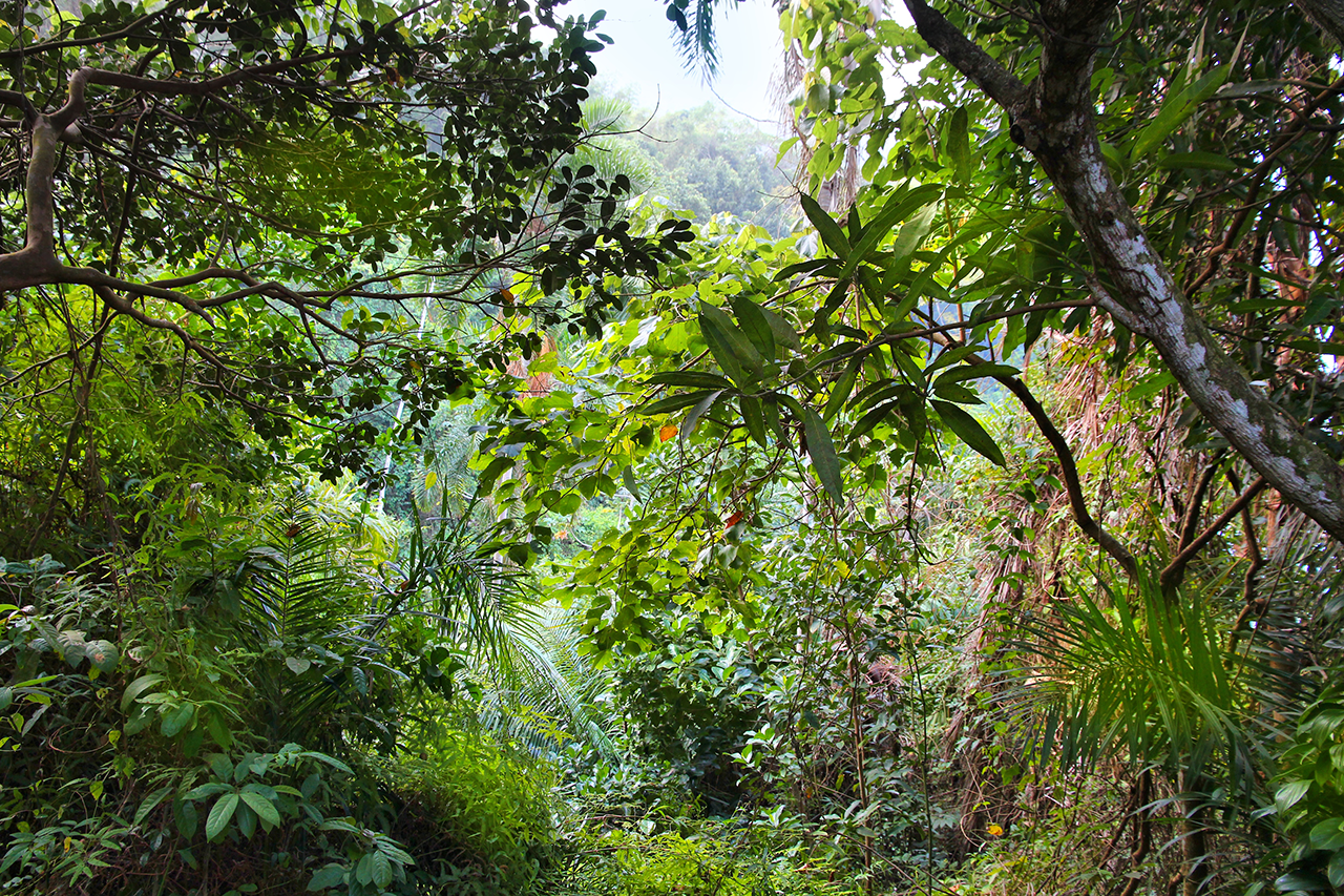 Mata Atlântica no Brasil