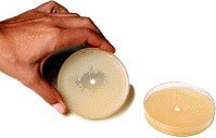 Auréola transparente: quanto mais eficiente o produto, maior ela será pega-pega contra os germes.
