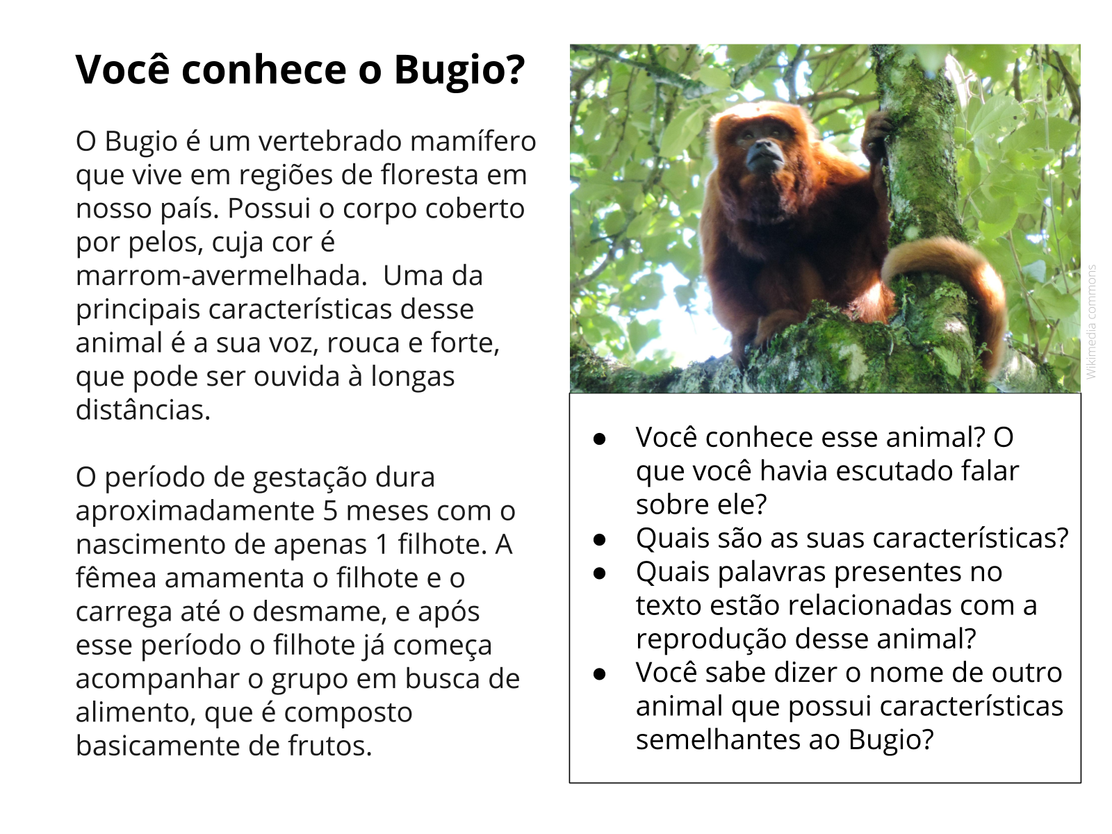 encontrar dois mesmos animais. atividade de correspondência de