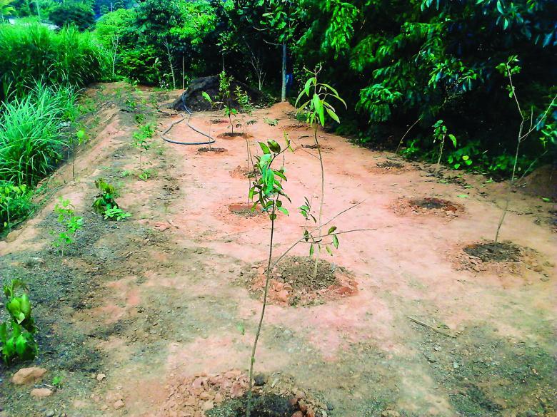 Plantio de mudas