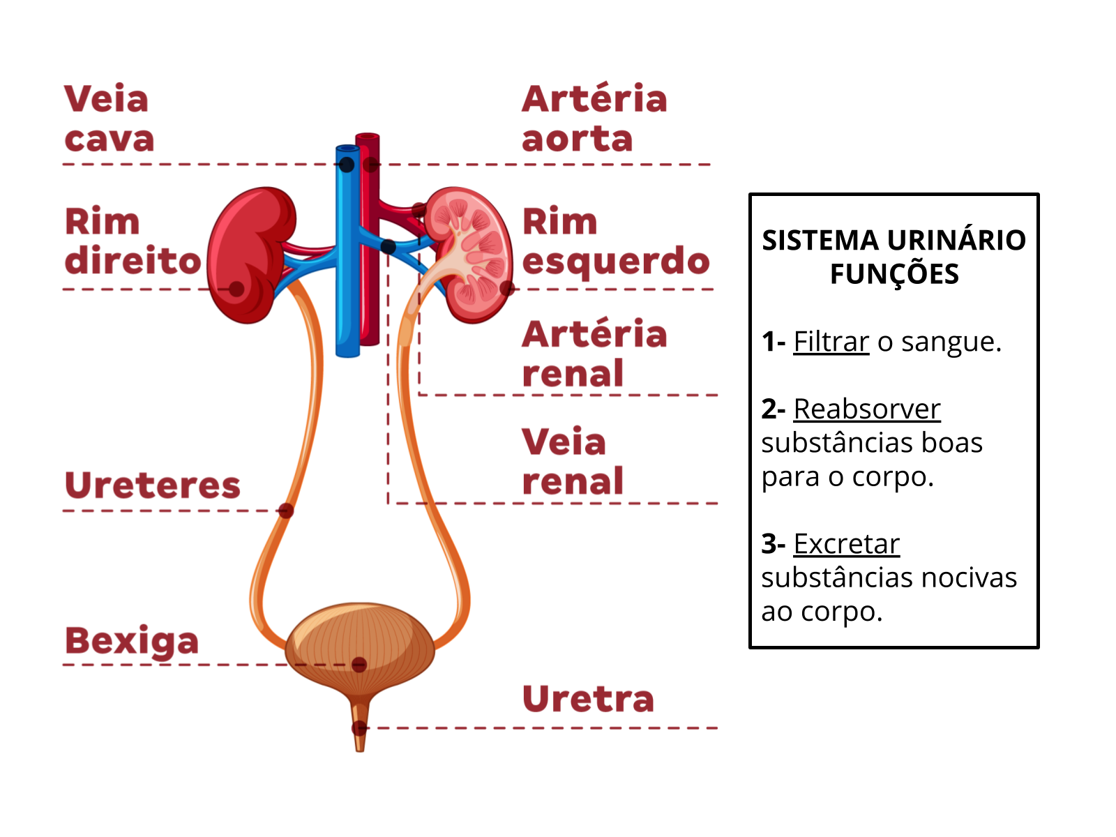 5º Ano: Jogos Educativos Sistema Nervoso e Urinário