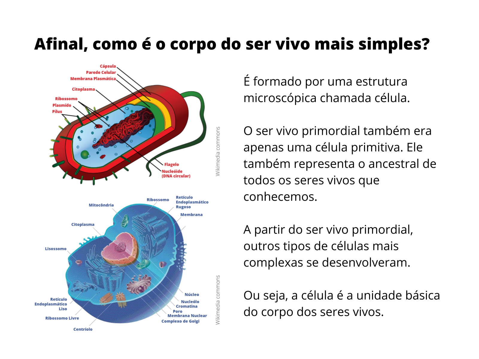 Plano de Aula - 6º ano - Ciências - Célula: a unidade básica do corpo