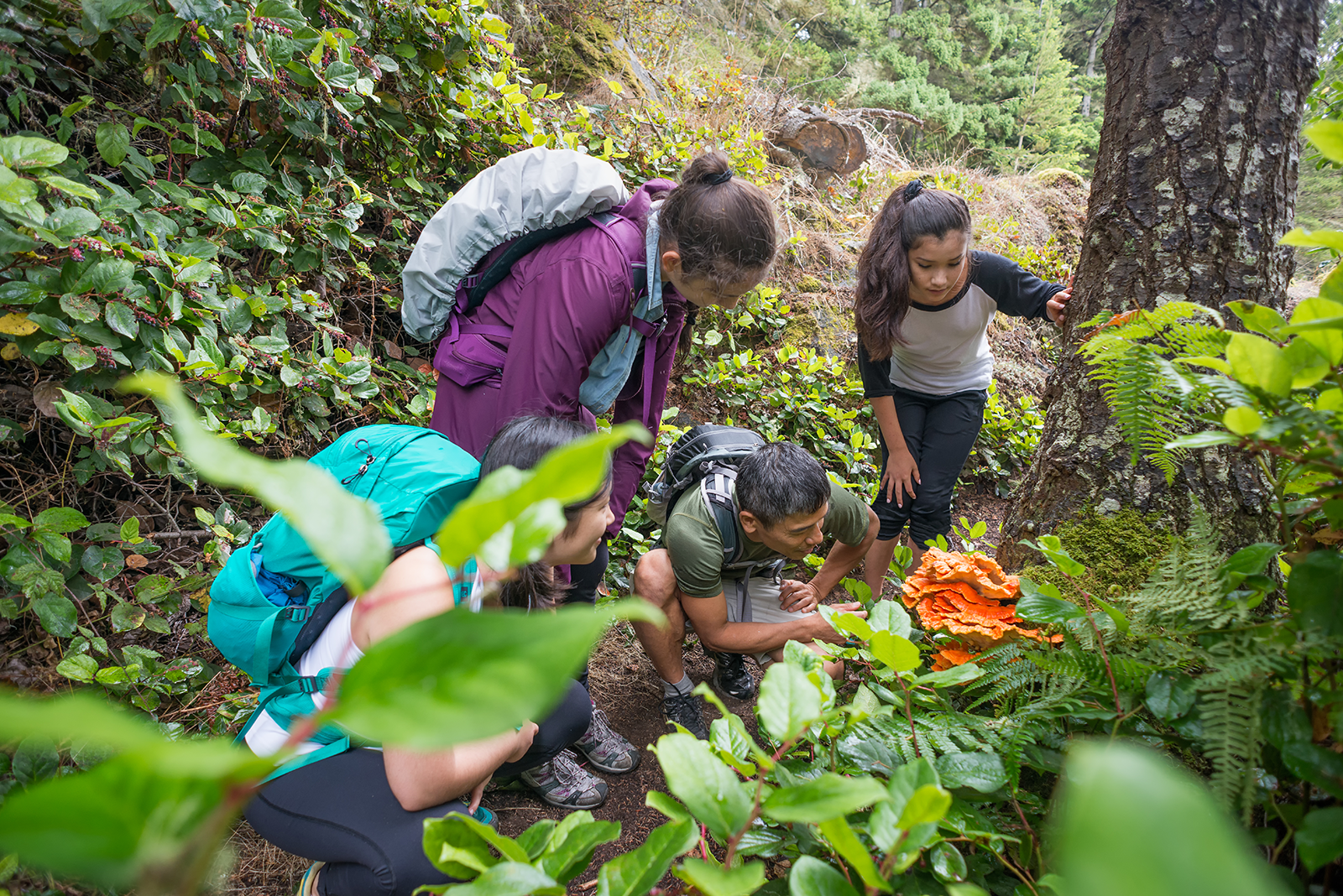 Mochileiros examinar um Cogumelo Comestível laranja e caminhadas pela floresta
