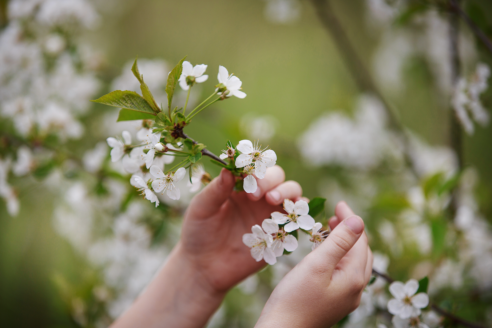 Close-up das mãos das crianças tocando flores brancas de cereja