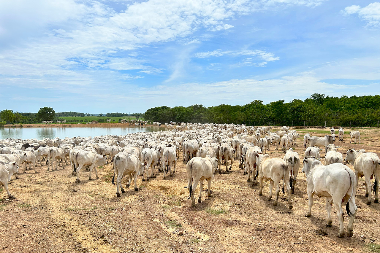 A pecuária também influencia no aquecimento global?