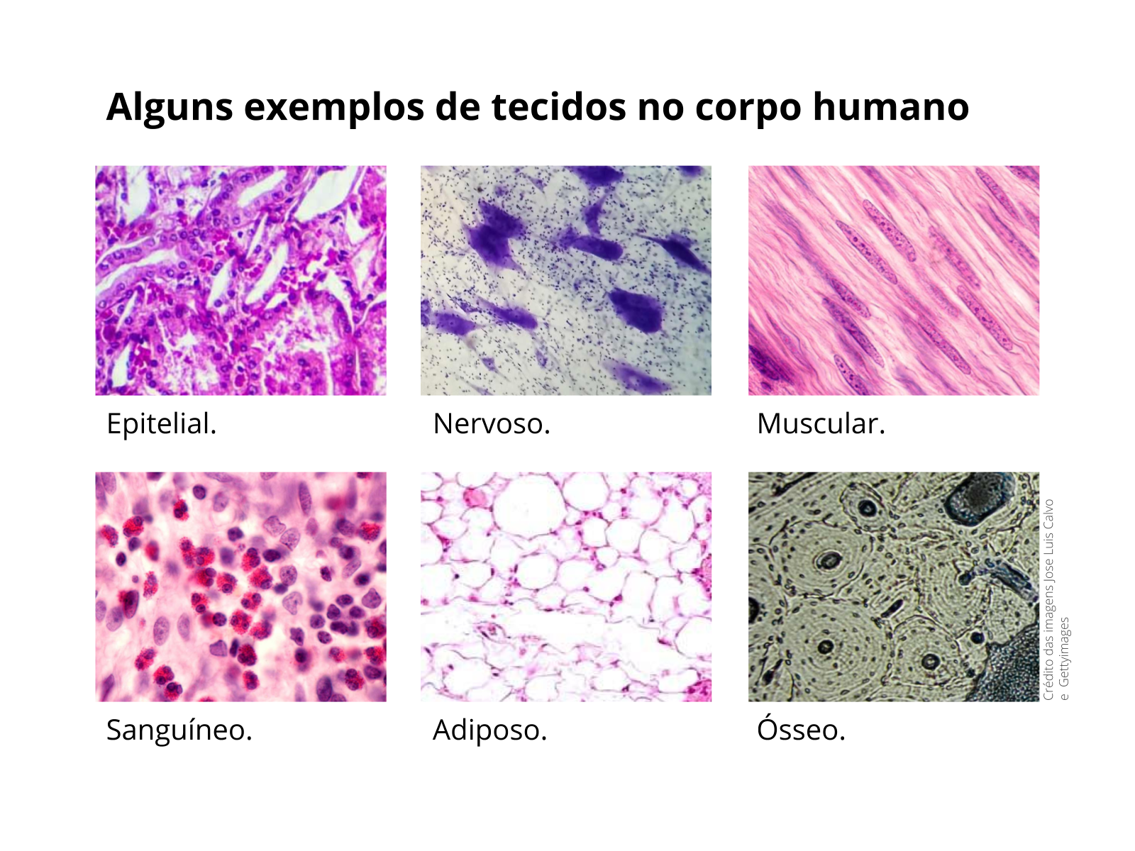 Plano de Aula º Ano Tecidos células trabalhando em equipe