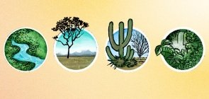 Para baixar: Minienciclopédia e pôster de aves brasileiras