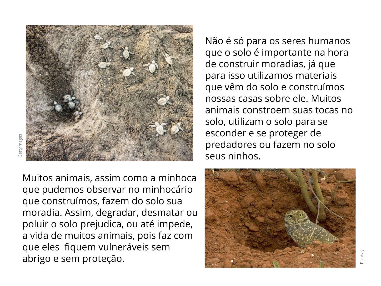 Plano de aula - 3o ano - O solo é a casa de animais