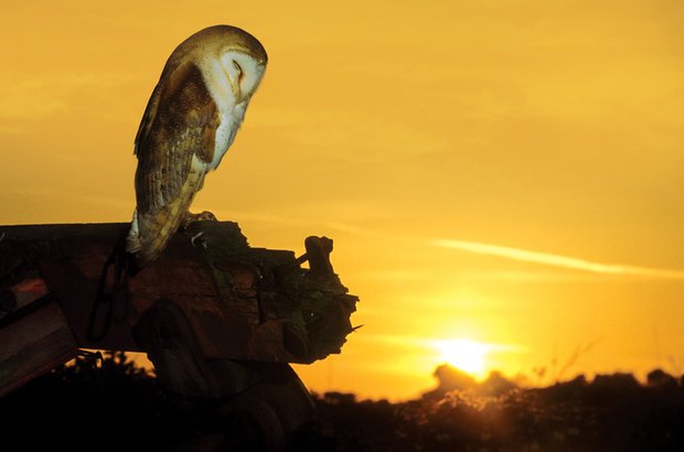 As aves, como a coruja, repousam, mas o cérebro é mantido em um estado de consciência para que não sejam surpreendidas por um predador ou caiam do galho. Mark Hamblin/Getty Images