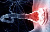 Foto: Gettyimages/3d4medical.com