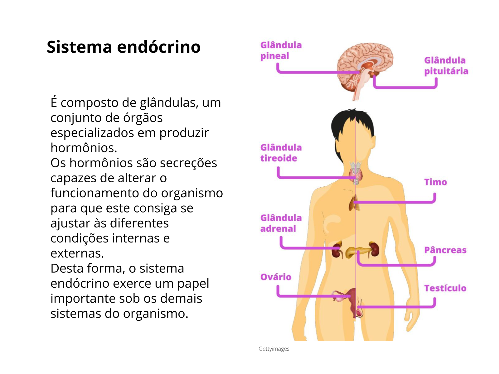 Plano De Aula 8o Ano Como O Sistema Endócrino Se Relaciona Com O Sistema Reprodutor 8286