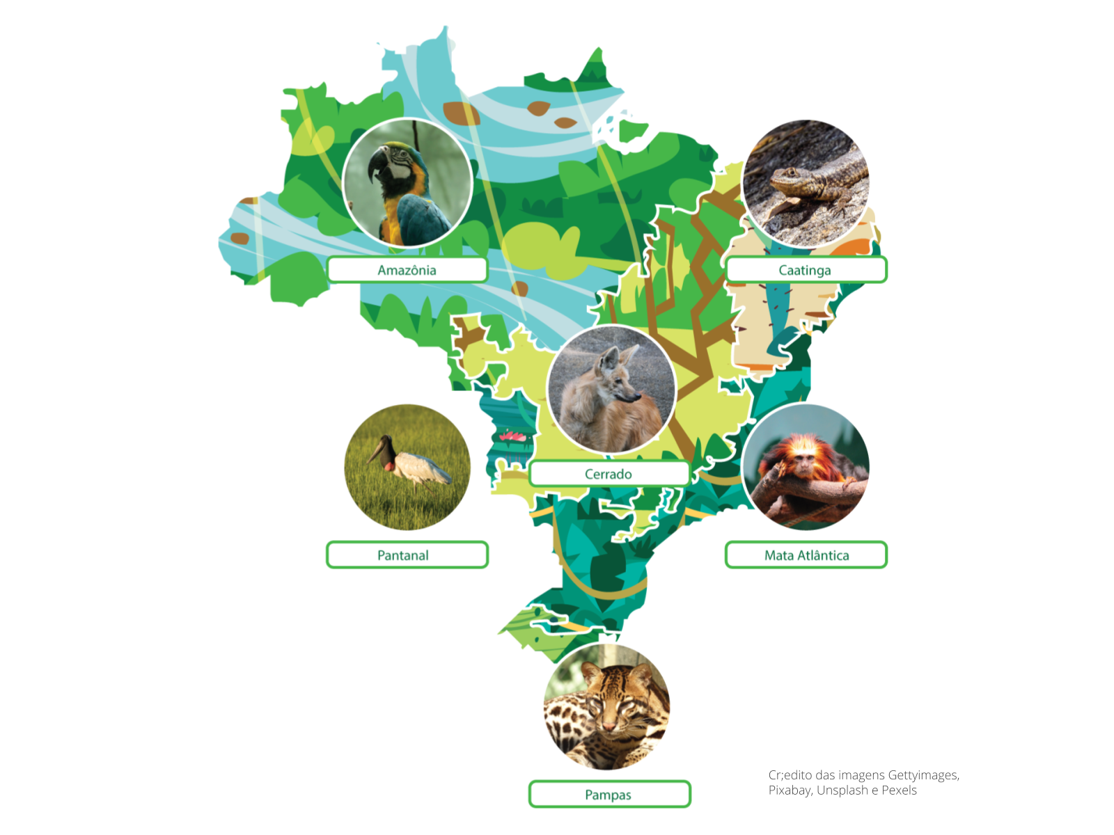 Brasil: Biomas - Disciplina - Geografia