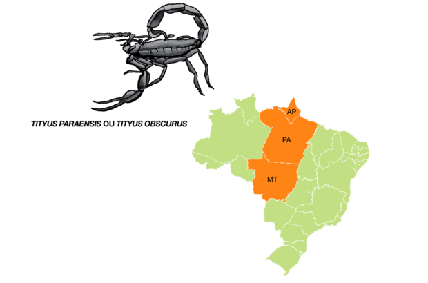 <em>Tityus paraensis ou Tityus obscurus</em> Quando adulto, possui uma coloração negra e pode chegar a 9 centímetros de comprimento, mas quando jovem tem o corpo castanho, com manchas escuras. Embora possa ser encontrado no Mato Grosso, é mais comum na região Norte. Por isso recebe o nome de escorpião preto da Amazônia.