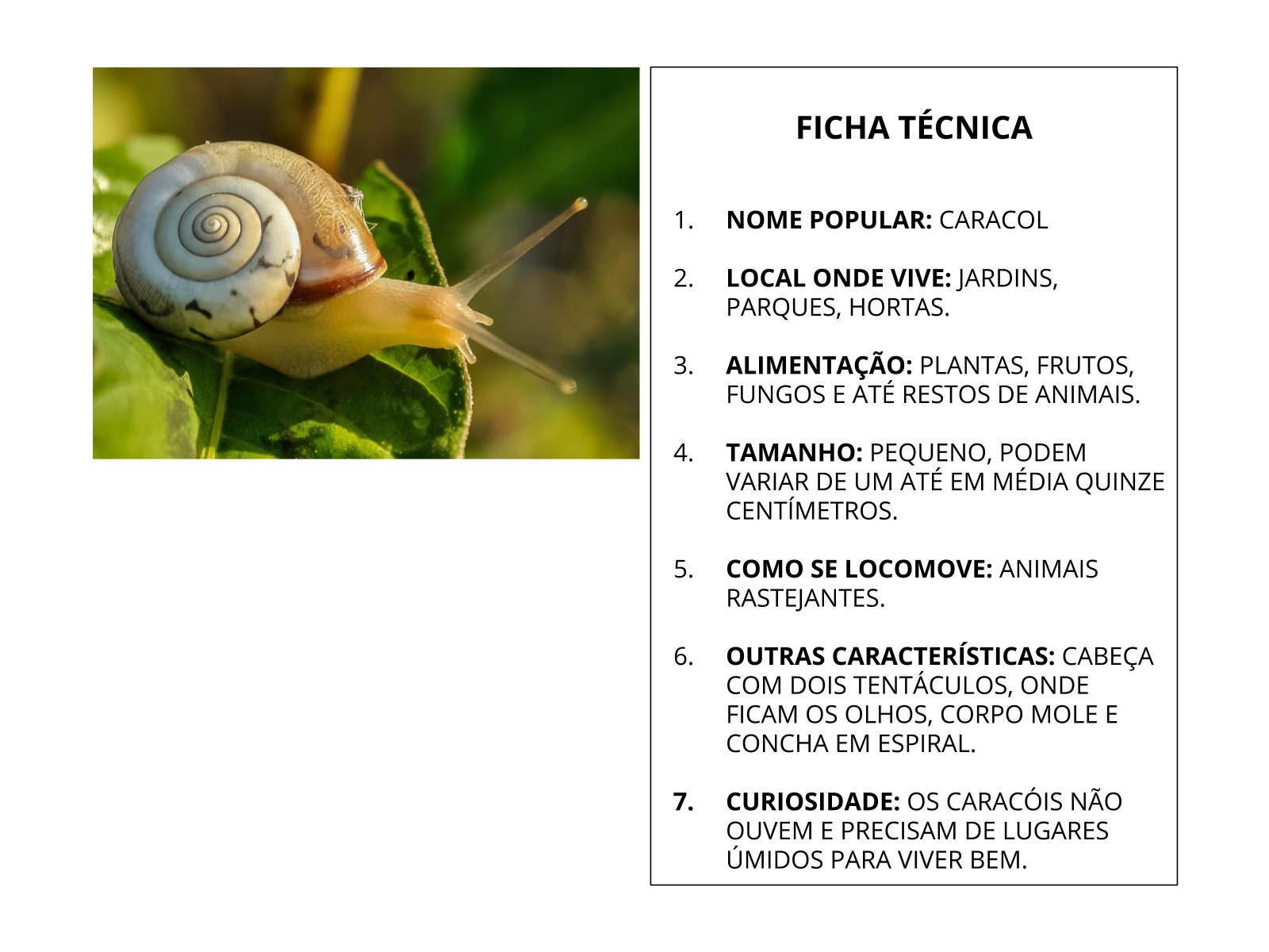 Plano de Aula - 4º Ano - Seres vivos: elos de uma corrente na