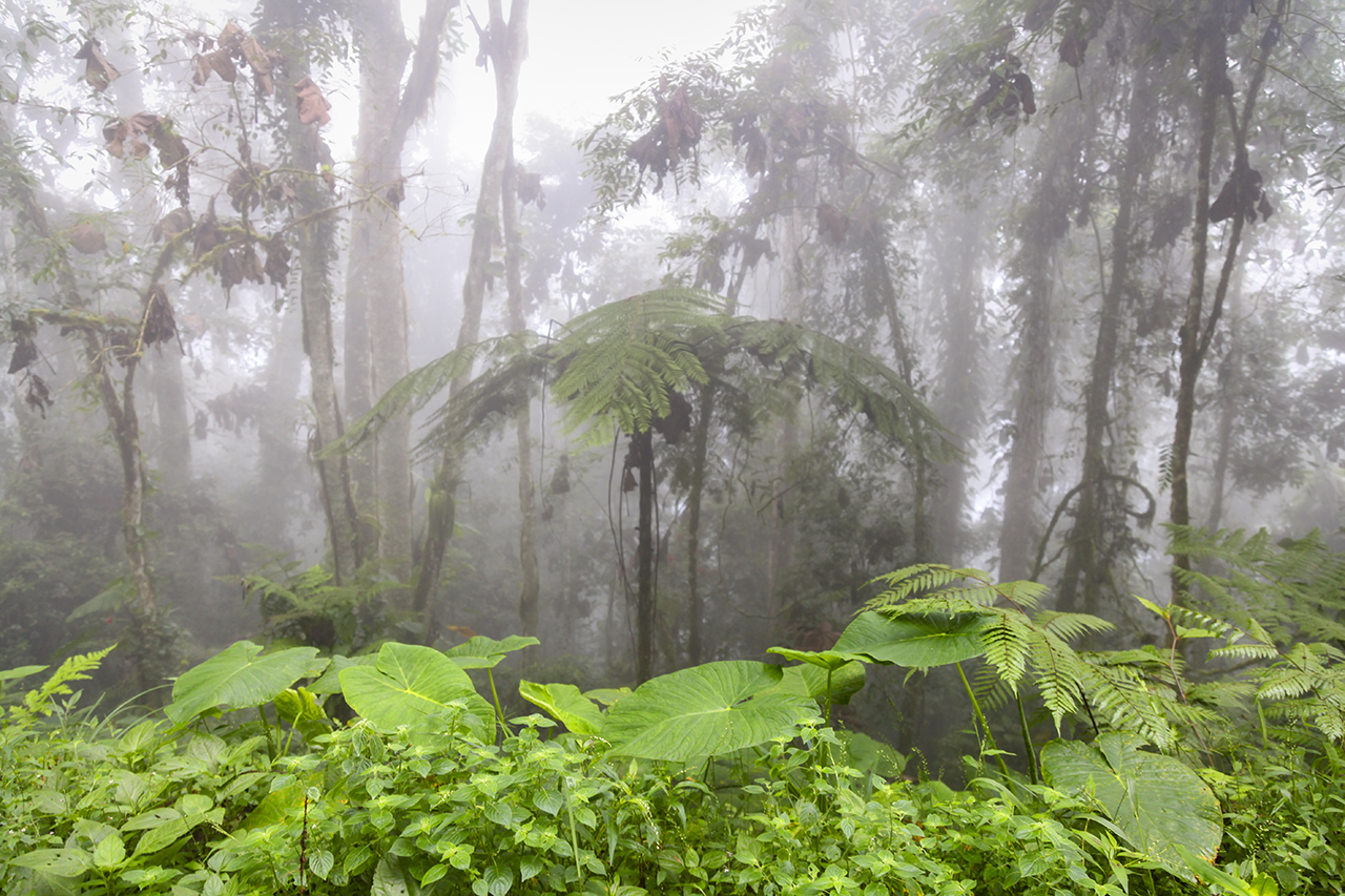 Fotografia de floresta úmida.